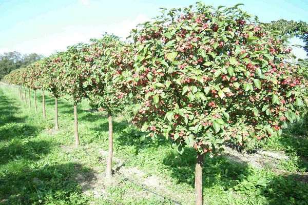 feuillage de pommier