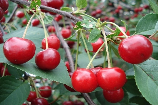 couronne de cerise 