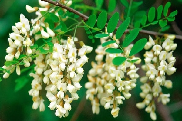 acacia en fleurs 