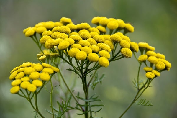 tansy květiny 