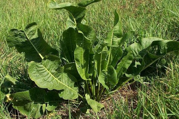 vegetable crops