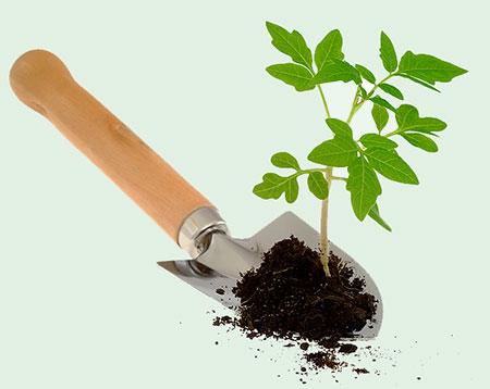 seedlings in a shovel