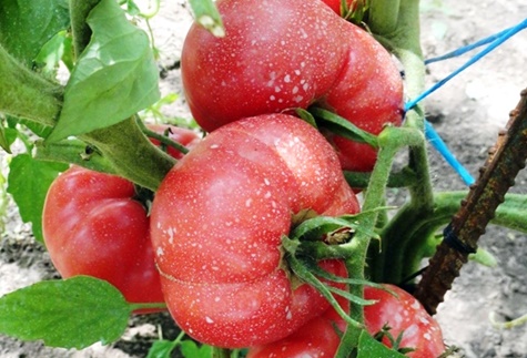 Tomàquets de posta de sol de gerds