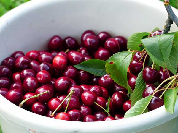 cherries in a bucket 