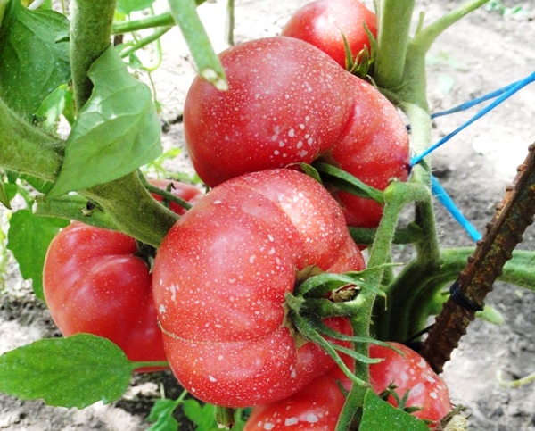 variétés en croissance