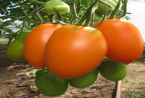 Chukhloma tomato