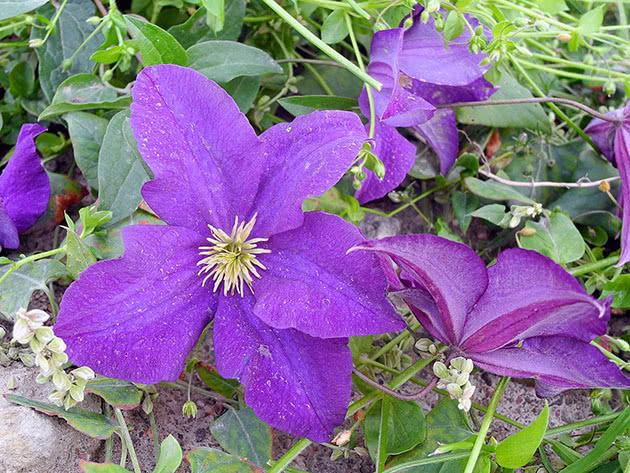 hermosas flores