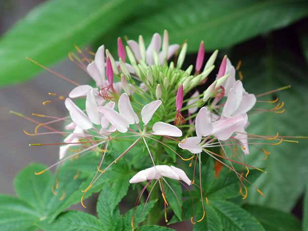 Cleome-Anbau