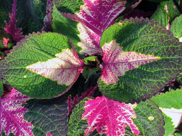 coleus květina 