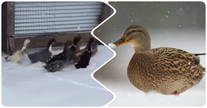 hivernage des canards