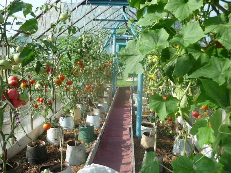 cultivando pepinos em um balde