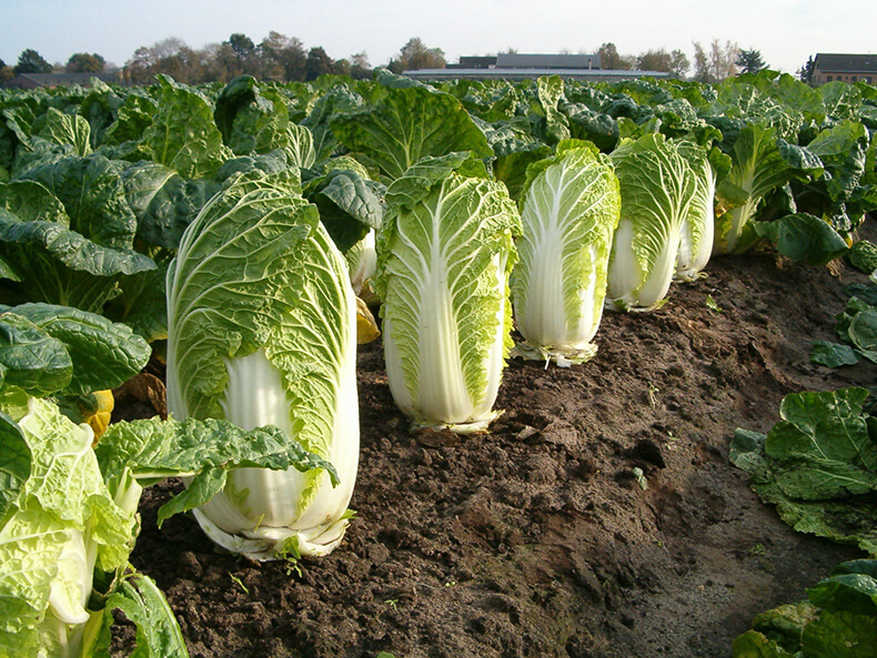 Anbau und Pflege von Chinakohl im Freiland im Garten