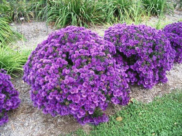 buske af blomster 