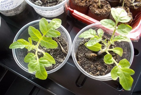 seedlings in glasses 