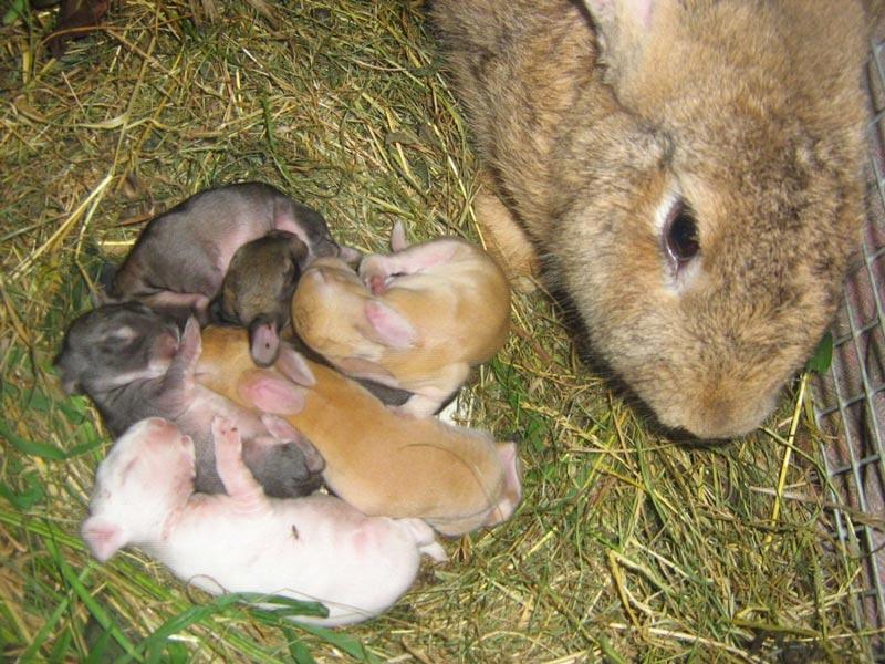 raising rabbits in winter