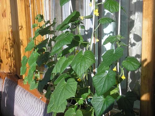 cucumbers on the balcony 