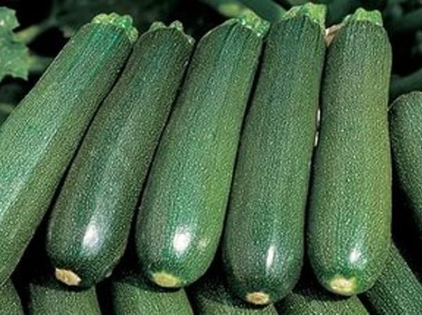 appearance of Tsukesha zucchini