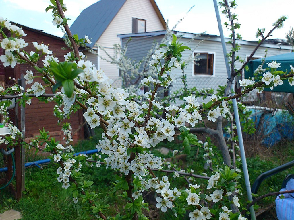 yellow plum