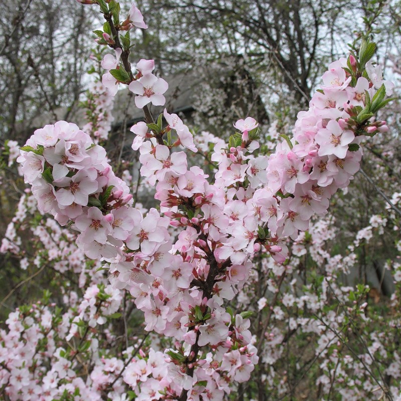 fleurs de cerisier