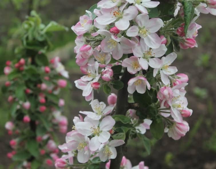 flor de manzana