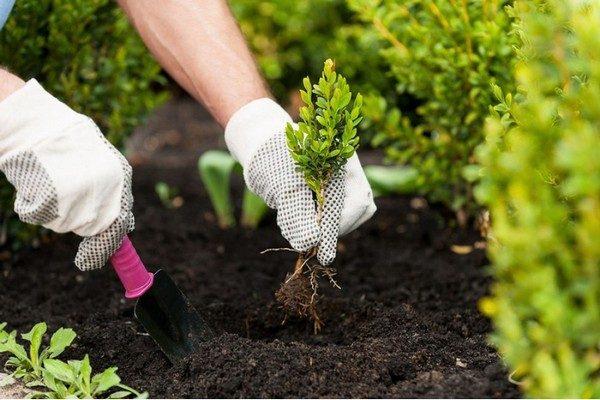 planting flowers 