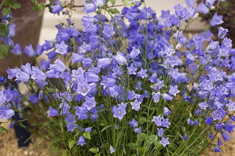 campanula perenne 