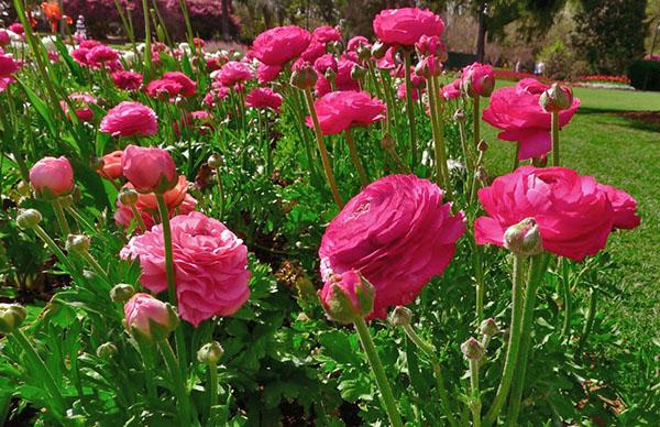 Garden buttercups Burning