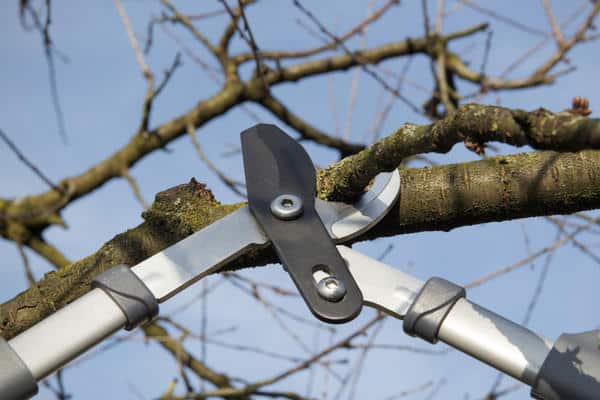 Einen Apfelbaum mit einer Schere beschneiden 