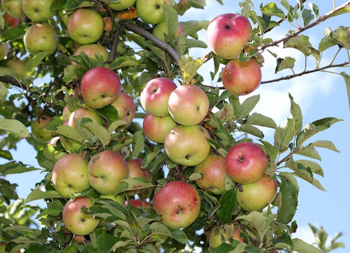 Apfelbaum Apfel gerettet