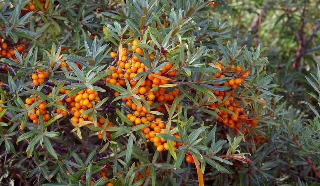 ripe sea buckthorn