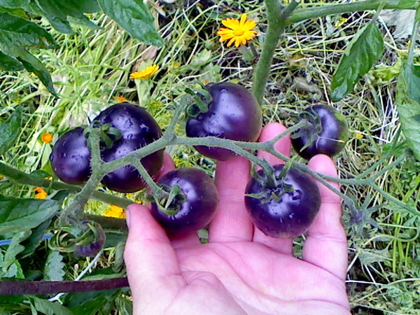 blaue Straußtomaten im Freiland