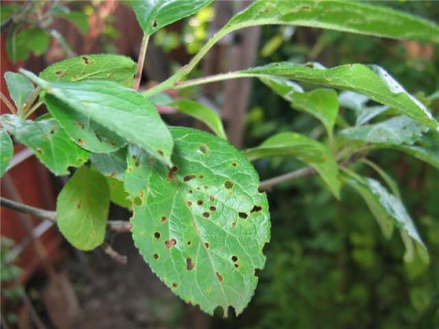 Clusterosporiose (Lochfleckenbildung) bei Pfirsichen