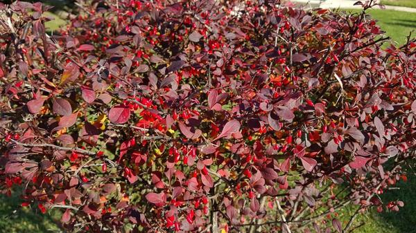 berberis formering