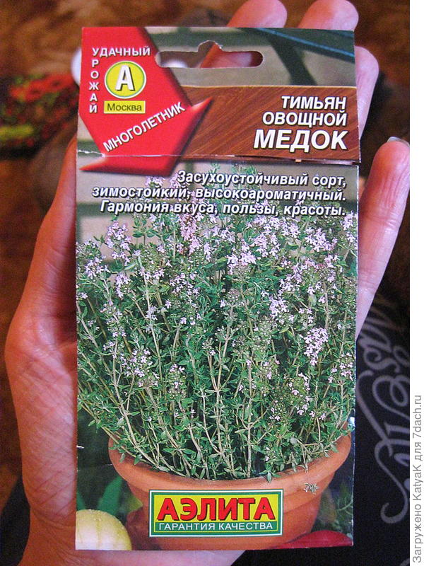 thyme seeds