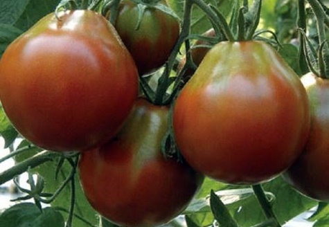 Tomatenbüsche schwarze Birne 