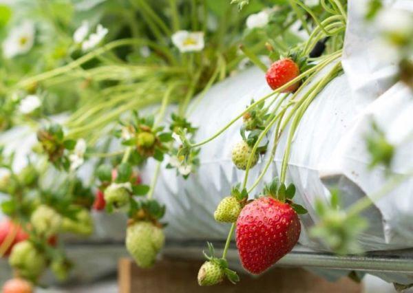 aardbeien in buizen