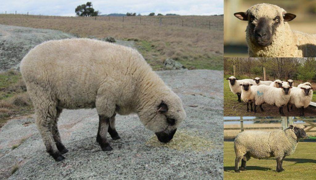 Hampshire plemeno ovcí