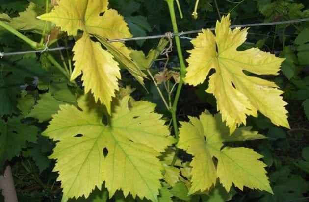 yellow grape leaves