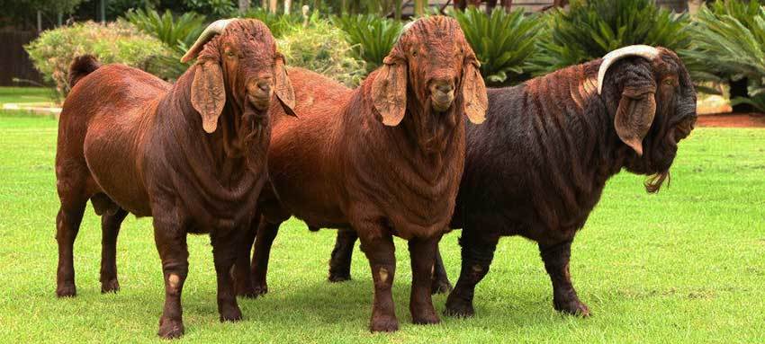 Cabras del Kalahari