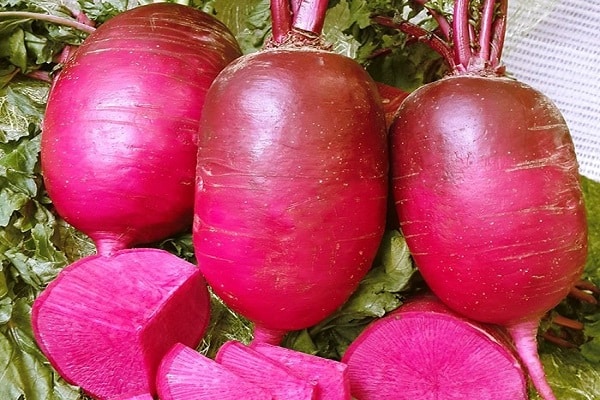 daikon fajták