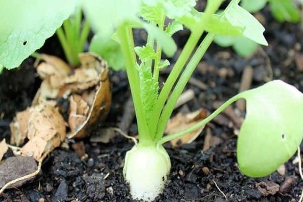 planta despretensiosa