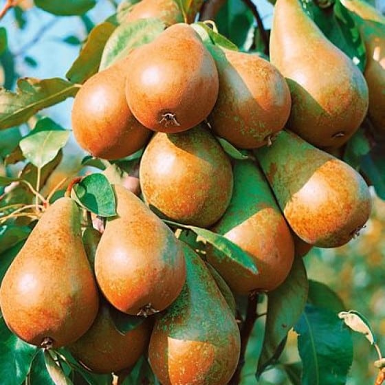 Dwarf pear Dalicor