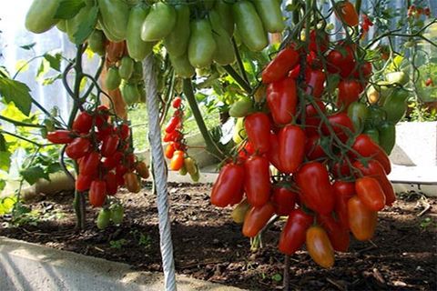 Tomaten im Garten