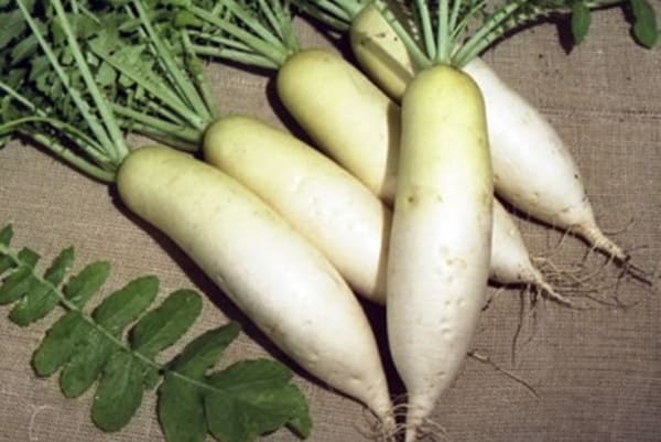 Daikon Dubinushka megjelenése