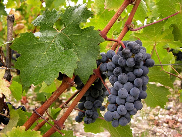 cabernet sauvignon szőlő