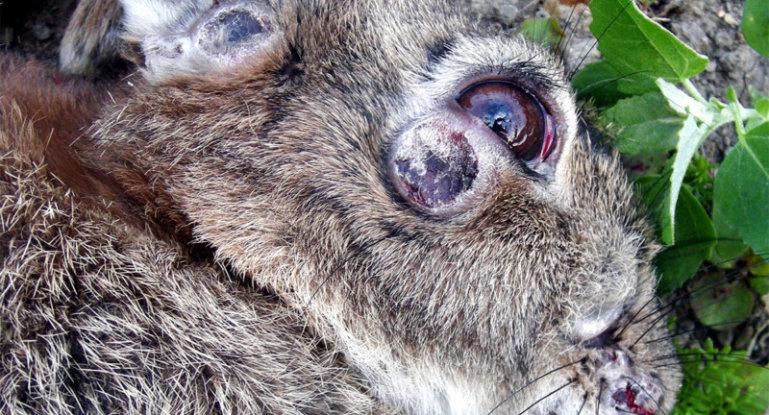 myxomatosis in rabbits