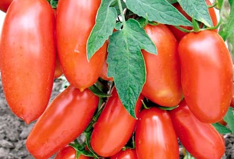 buissons de tomates vanneau