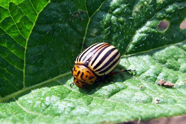 Escarabajo de la patata de Colorado en una hoja