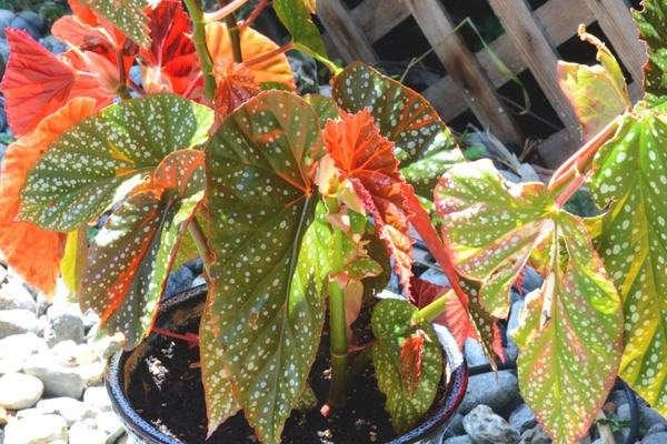 decorative begonia