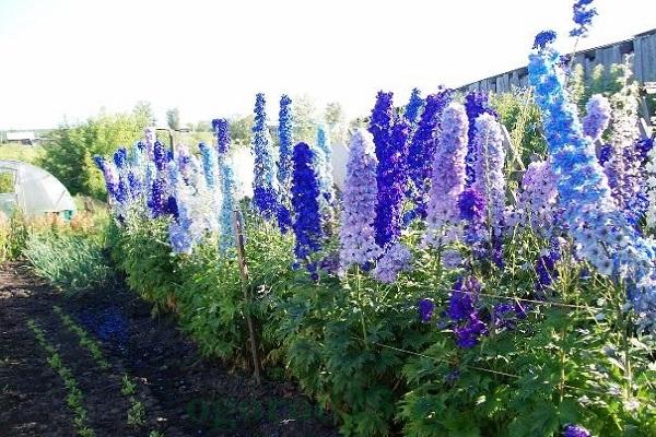 odrůdy delphinium